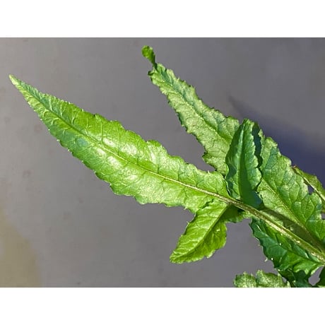 Bolbitis sp. from Siberut [LA]