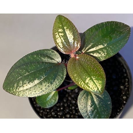Phyllagathis rotundifolia [STRINGE PLANTS]