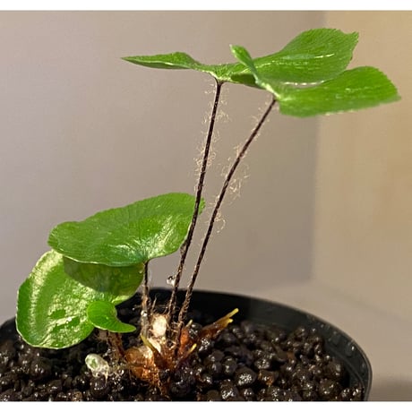 Adiantum reniforme