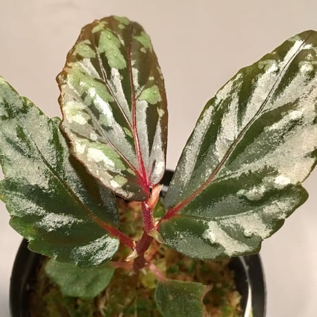 Begonia sp. from Sarawak