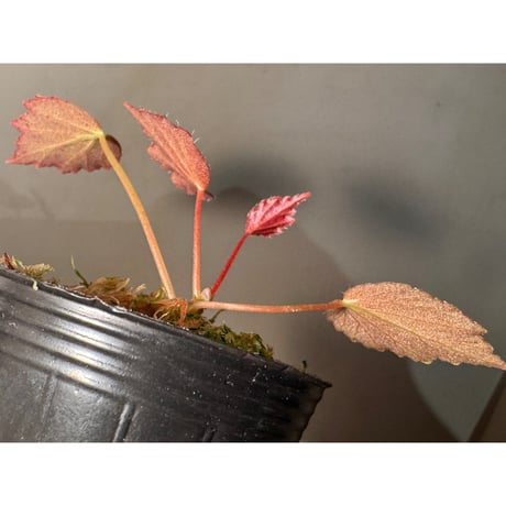 Begonia '煉獄-参' [LA hyb.-f1-01]
