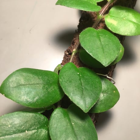 Aeschynanthus sp. from Sluwesi
