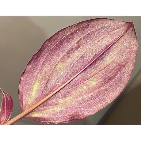 Spatholirion sp. from Guangxi