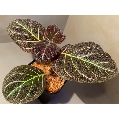 (大株) Pearcea hypocyrtiflora from Rio Napo Ecuador [tanakay] 赤葉脈