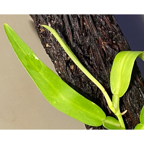 (大株) Epipremnum sp. from Trat Thailand ①