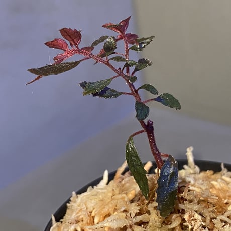 Triolena pileoides from Ecuador