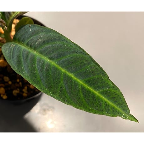 Labisia sp. "Padang sidempuan" Sumatera utara [TB]