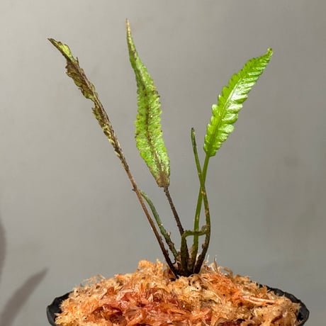 Thelypteris pinnatifida from Colombia [LA0316-03]
