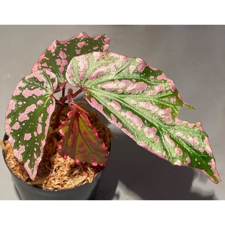 Begonia sp. "Crazy pink" from Lampung sumatera [LA1118-03]