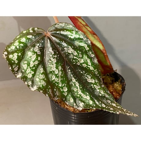 Begonia handelii var. prostrata from Viet Nam