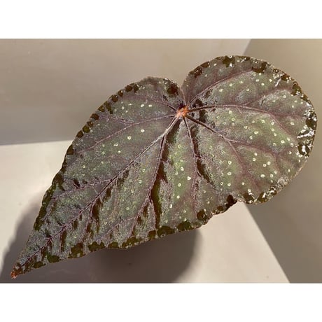 Begonia integrifolia from Satun Thailand