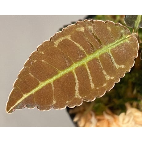 Emblemantha urnulata (Labisia sp.) from Riau sumatera [LA0815-01]