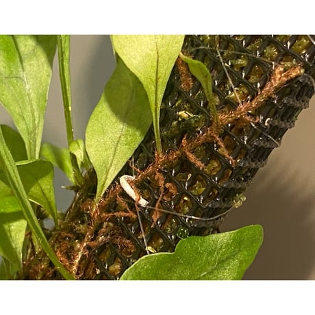 Microsorum sp. "Timika" Papua [TB]