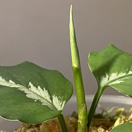 Aglaonema pictum ぼっち株 EW1302 from Muara rabuh [TB]