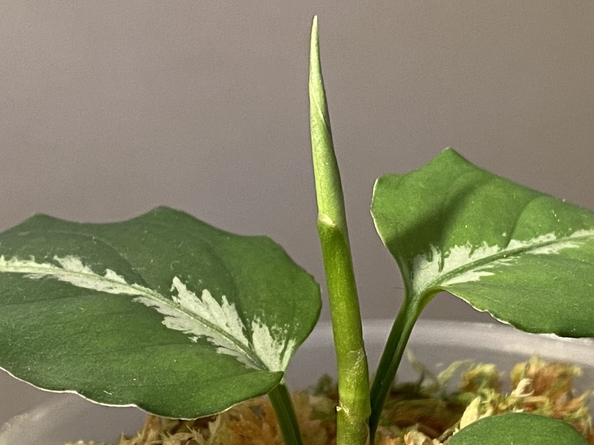 Aglaonema pictum ぼっち株 EW1302 from Muara rabuh [