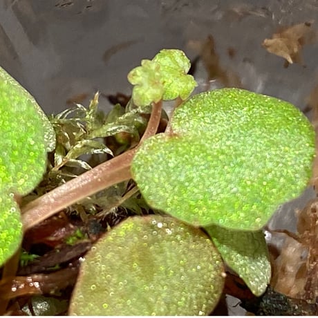 Begonia lichenora (sp.Mini) from Kalimantan Sarawak border [LA]
