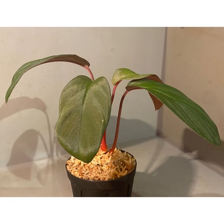 Homalomena cf. humilis from Sumatera Barat [LA0719-02]