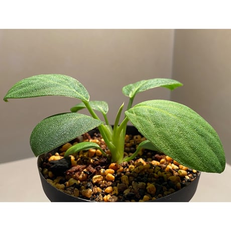 Homalomena sp. 鮫肌C from Aceh Sumatera [LA0816-2]