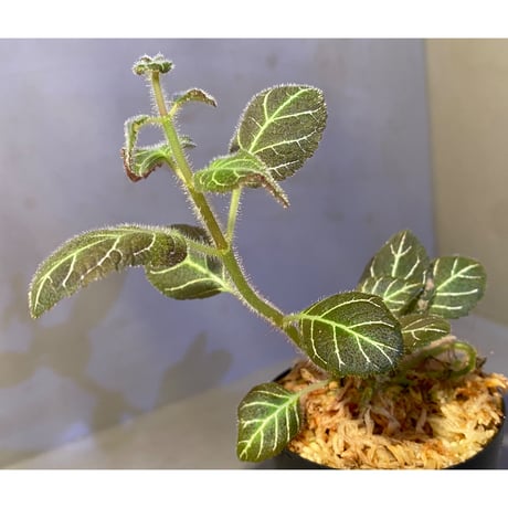 Pearcea hypocyrtiflora from Rio Napo Ecuador [tanakay] 白葉脈