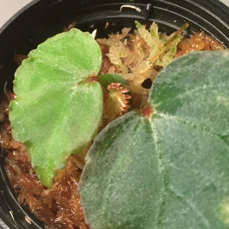 Begonia sp. from Tatau Sarawak  Malaysia [RIO]
