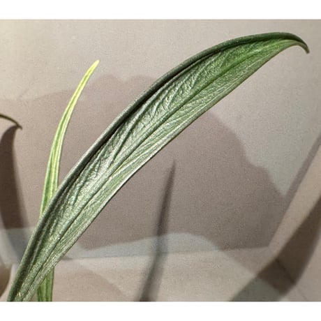 Josefia intricata (旧Aridarum perisai) from Central Kalimantan ①