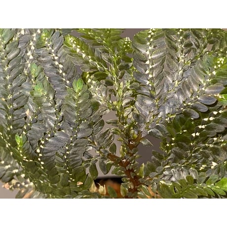 Selaginella picta