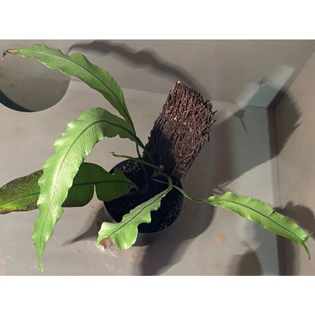 (大株) Lomariopsis sp. from Trat Thailand