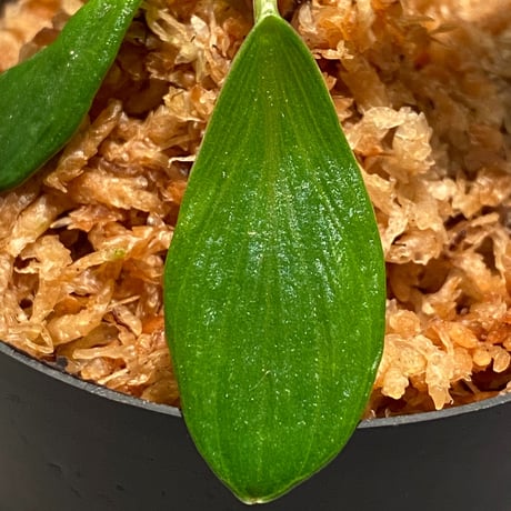 Homalomena sp. [LA0317-z-r]