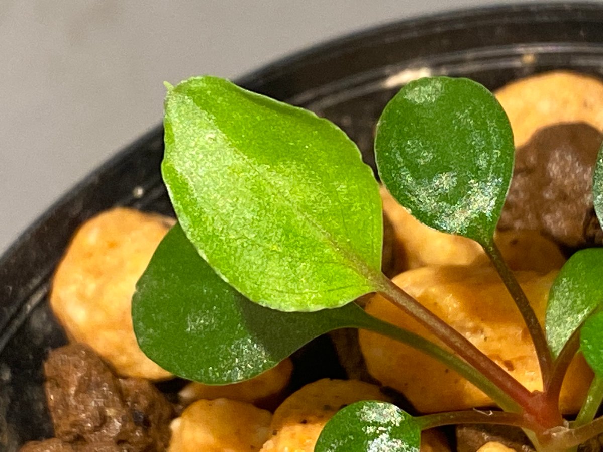 Homalomena sp. from Tambunan [TK200217] 本タグ付き |