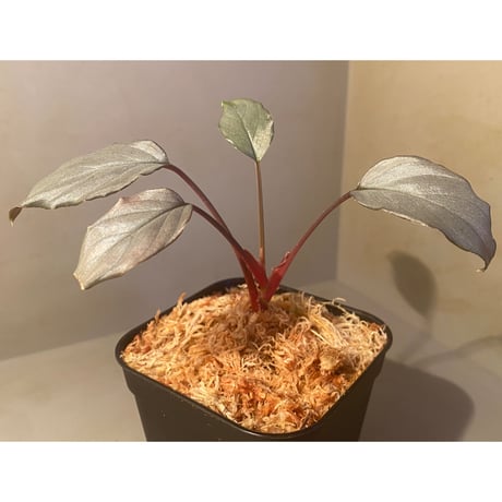 Homalomena sp. "Sapphire Velvet" from Kepulauan Riau [KN]