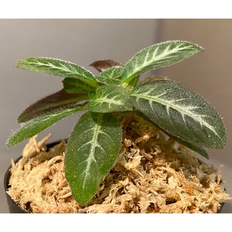 Codonoboea cf. pumilla from Riau sumatera [LA1119-02]