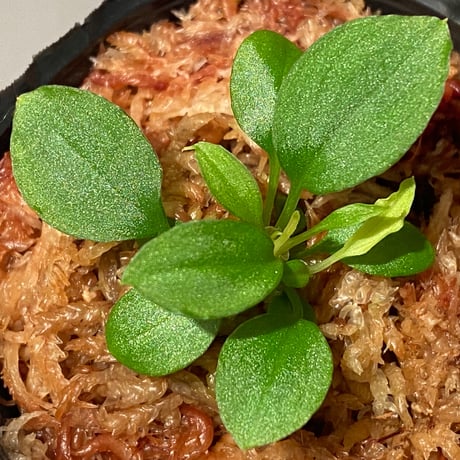 Homalomena sp. from Solok sumatera [LA0616-03]