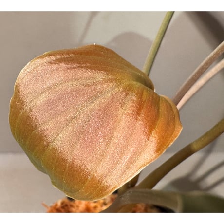 Homalomena sp. "Black" from Java