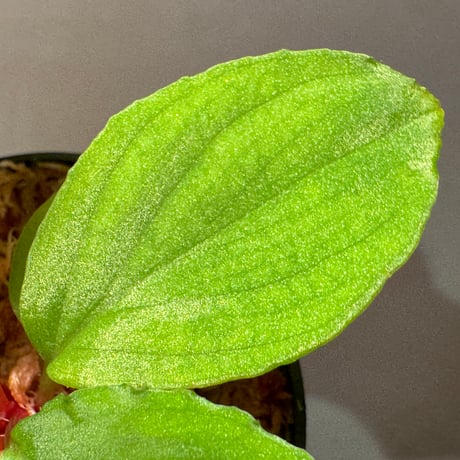 Homalomena sp. from Malalak [TK110117]