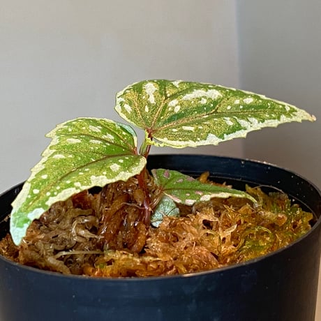 Begonia sp. from Sarikei [R1214-03a]