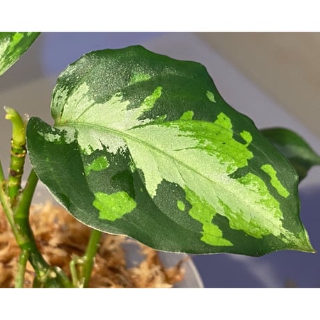 Aglaonema pictum tricolor "NIRVASH" from Pulau Nias [AZ]