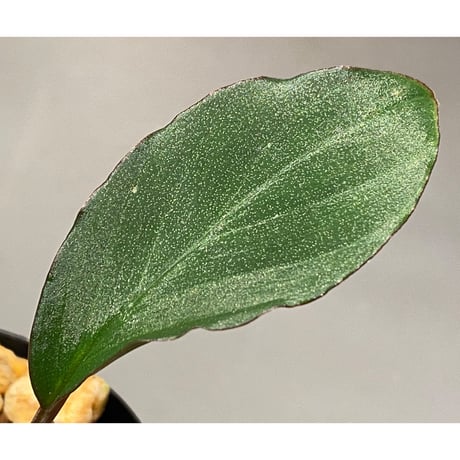 Homalomena sp. "Nanga pinoh" セミビロード Melawi Kal barat [TB]