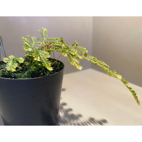 Selaginella sp. from Iquitos Peru [tanakay]