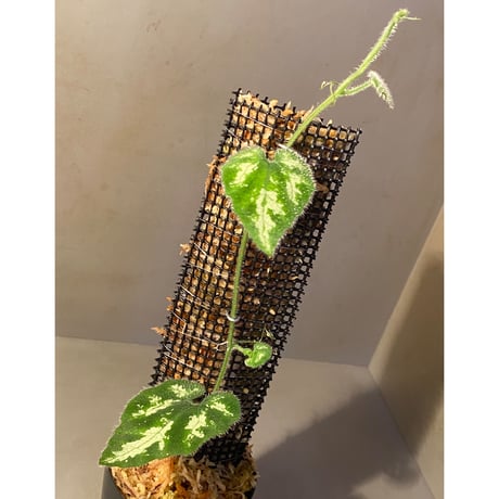 Unknown climbing plants from Ngabang West Kalimantan