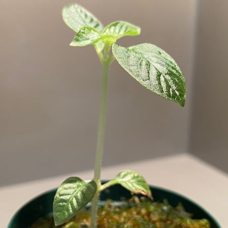 Gesneria sp. from "Kayu lapis" [TB]