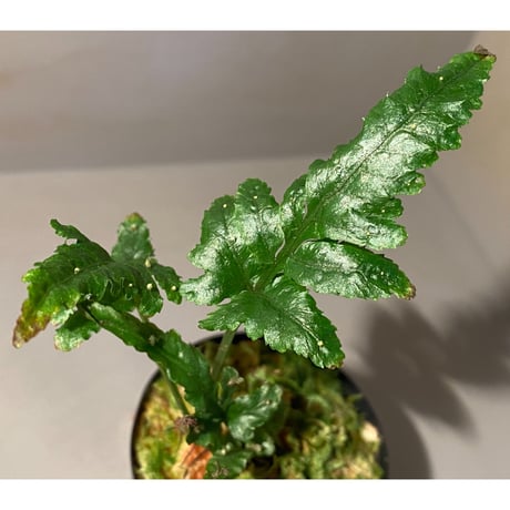 Bolbitis sp. from Siberut [LA]