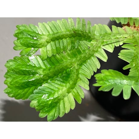 Selaginella sp. バリエガータ from "Nanga pinoh" [TB]