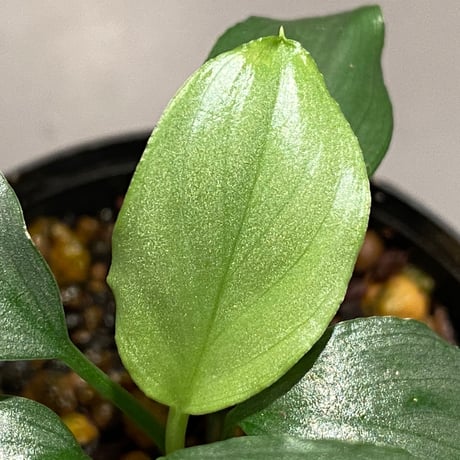 Homalomena sp. from Medan