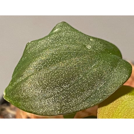 Homalomena sp. Red "Sabah-6" [R0515-03a] ①