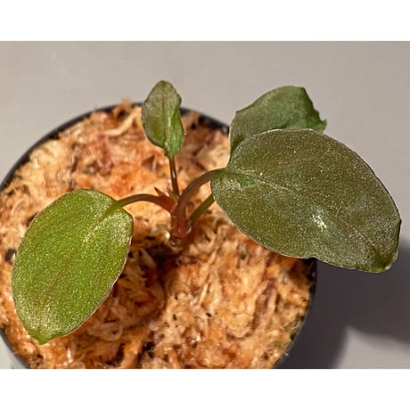 Homalomena sp. from Solok sumatera [LA0616-03]