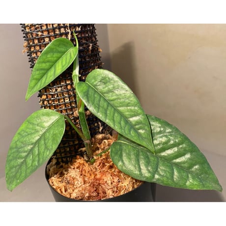 Philodendron sp. from Venezuela [tanakay]