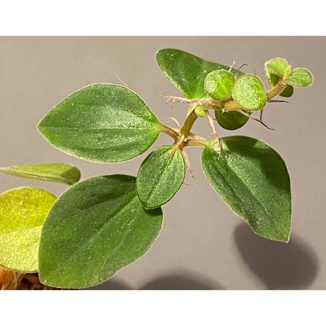 Peperomia sp. from Mt. Grupoka 1800m, East Highland, PNG