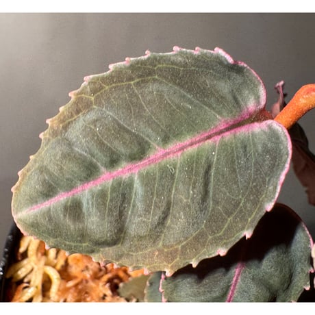 Labisia sp. from Malaysia [KN]