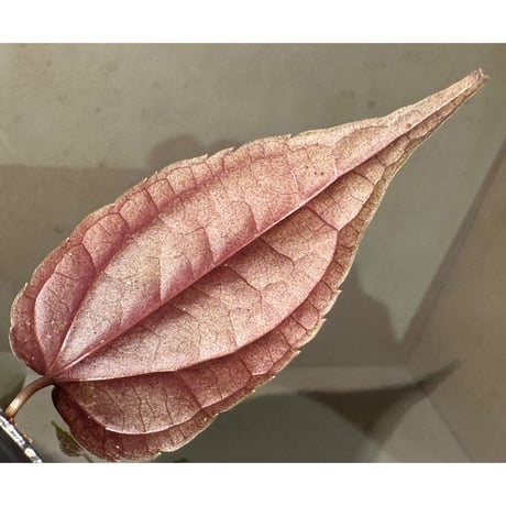 Cissus sp. "Padang" Sumatra barat [TB]