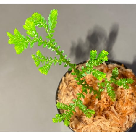 Selaginella plana 伊藤蟻植物農園